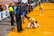 14. PKO Poznań Półmaraton, fot. Tomasz Szwajkowski
