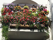 3 miejsce w kategorii balkon (1)matejski 53