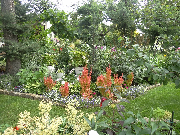 II miejsce w kategorii działki na terenach ROD