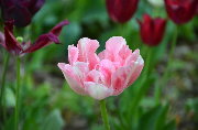 Rózowy tulipan
