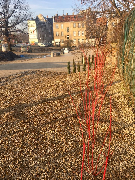Skwer przy Rondzie Śródka (fot.Ogrody Odnowa)