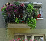 wyróżnienie w kategorii balkon